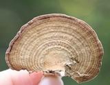 Daedaleopsis confragosa image
