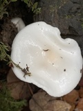 Hygrophorus eburneus image
