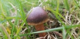 Chroogomphus vinicolor image