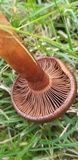 Chroogomphus vinicolor image