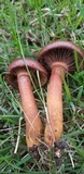 Chroogomphus vinicolor image