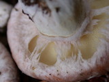 Suillus albivelatus image