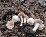 Inocybe whitei image