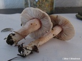 Inocybe whitei image