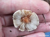 Inocybe whitei image