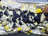 Buellia triseptata image