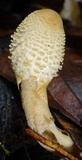 Leucocoprinus cepistipes image