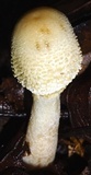 Leucocoprinus cepistipes image