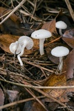 Cuphophyllus virgineus image