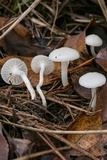 Cuphophyllus virgineus image