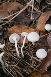 Cuphophyllus virgineus image