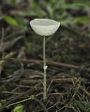 Leucocoprinus fragilissimus image