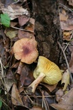 Tricholomopsis flammula image