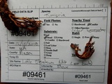 Ramaria apiculata image