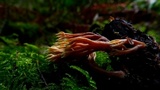 Ramaria apiculata image