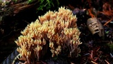 Ramaria apiculata image