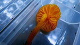 Hygrocybe ceracea image