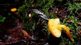 Hygrocybe ceracea image