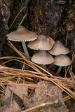 Mycena galericulata image