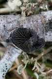 Resupinatus alboniger image