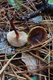 Gymnopus spongiosus image