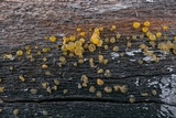 Dacrymyces variisporus image