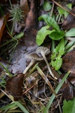 Hydropus praedecurrens image