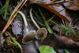 Hydropus praedecurrens image