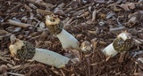 Phallus hadriani image