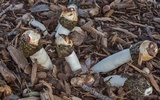 Phallus hadriani image