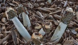 Phallus hadriani image