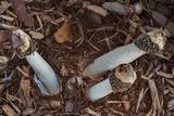 Phallus hadriani image