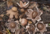 Geastrum rufescens image