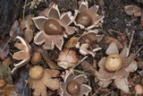 Geastrum rufescens image