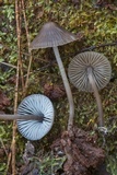 Mycena alcalina image