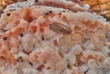 Postia fragilis image