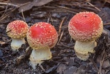 Amanita persicina image
