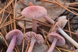 Mycena rosea image