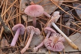 Mycena rosea image