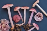 Mycena rosea image