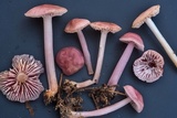 Mycena rosea image