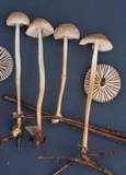 Mycena clavicularis image