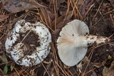 Hygrophorus subsordidus image