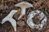 Hygrophorus subsordidus image