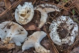 Hygrophorus subsordidus image