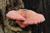 Phlebia incarnata image