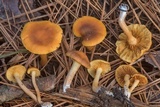 Gymnopilus penetrans image