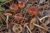 Pholiota castanea image