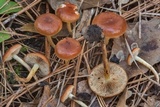 Pholiota castanea image