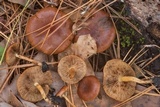 Pholiota castanea image